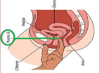 anatomia interna clitoris y punto G