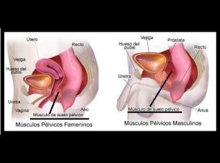 ejercicios de kegel