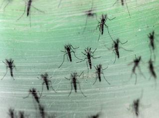 mosquito transmisor del virus zika