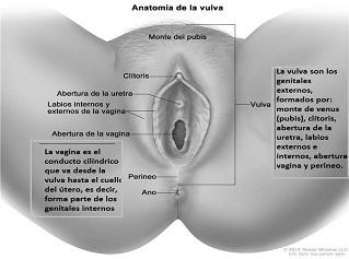 anatomia vulva