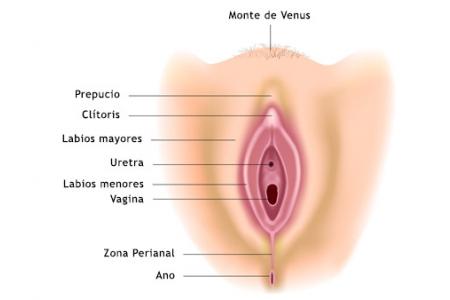 Partes de la vulva