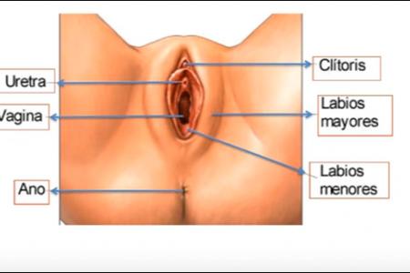 Tipos de vulvas. Partes de la vulva