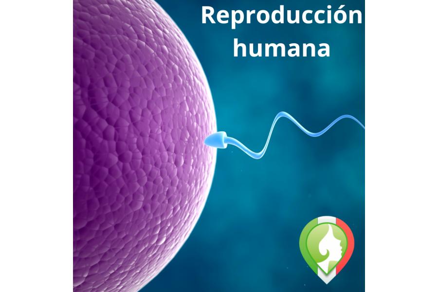 Reproducción humana