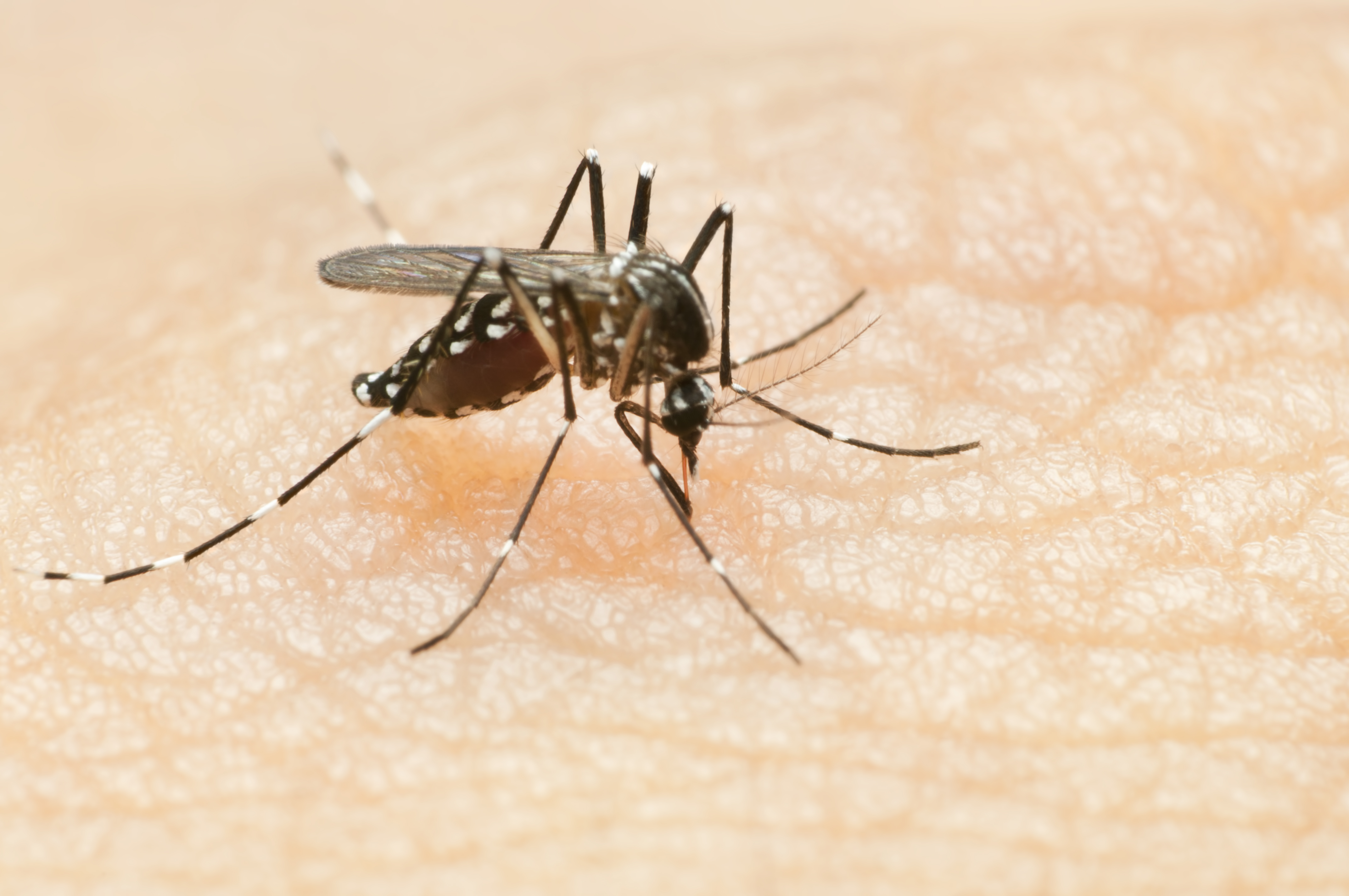 Mosquito que provoca el zika